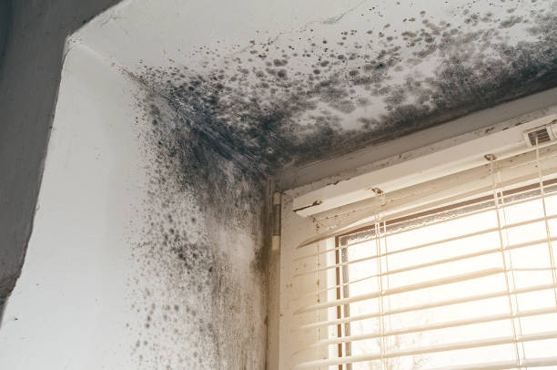 Affordable Mold Removal solutions in Lawnside, NJ